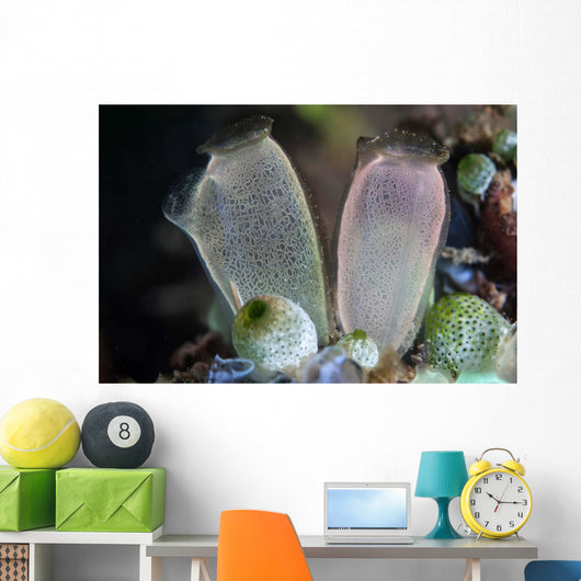 Pair Tunicates Grow Reef Wall Decal
