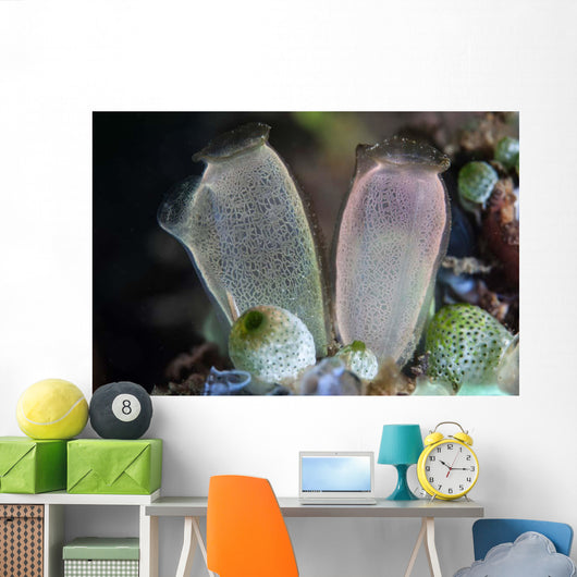 Pair Tunicates Grow Reef Wall Decal