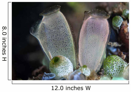 Pair Tunicates Grow Reef Wall Decal