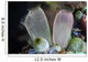 Pair Tunicates Grow Reef Wall Decal