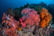 Vibrant Soft Coral Colonies Wall Decal Design 4