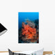 Vibrant Soft Coral Colonies Wall Decal Design 3