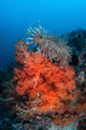 Vibrant Soft Coral Colonies Wall Decal Design 3