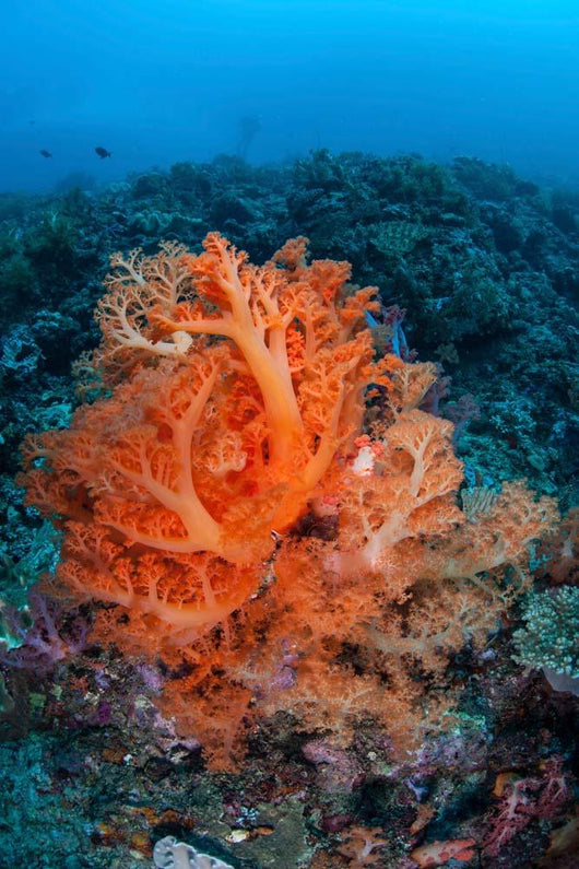 Vibrant Soft Coral Colonies Wall Decal Design 2