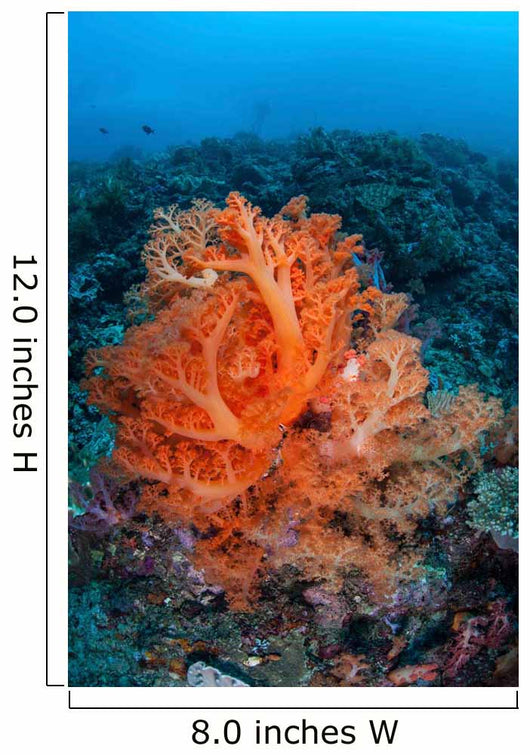 Vibrant Soft Coral Colonies Wall Decal Design 2