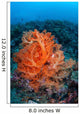 Vibrant Soft Coral Colonies Wall Decal Design 2