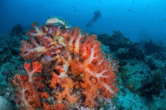 Vibrant Soft Coral Colonies Wall Decal Design 1