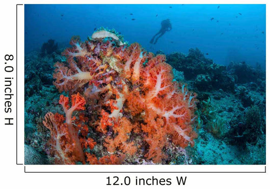 Vibrant Soft Coral Colonies Wall Decal Design 1