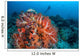 Vibrant Soft Coral Colonies Wall Decal Design 1