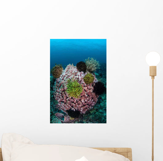 Large Barrel Sponge Covered Wall Decal