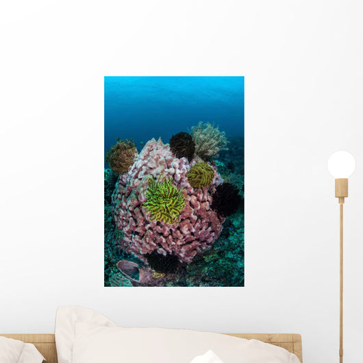 Large Barrel Sponge Covered Wall Decal