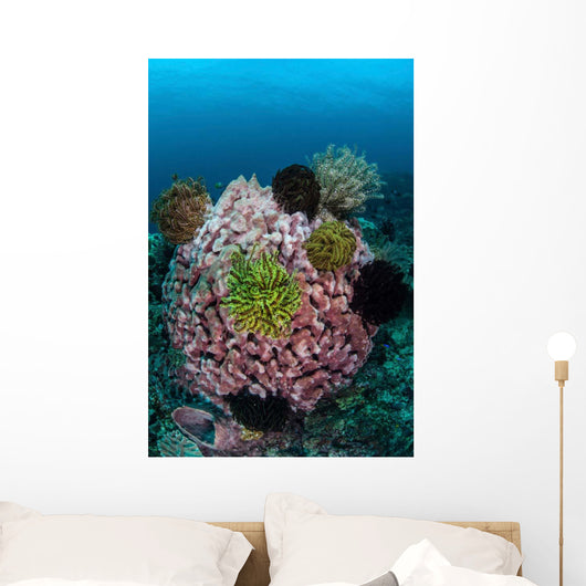 Large Barrel Sponge Covered Wall Decal