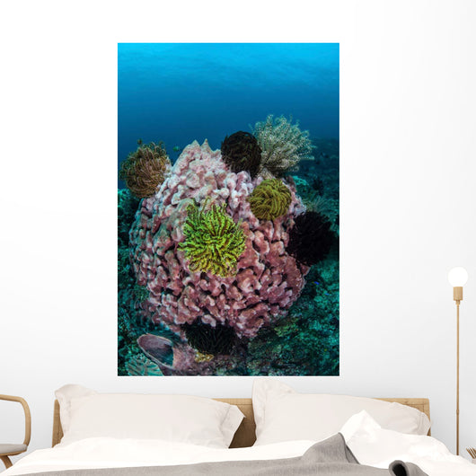 Large Barrel Sponge Covered Wall Decal