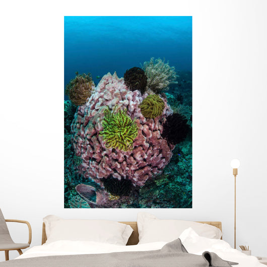 Large Barrel Sponge Covered Wall Decal