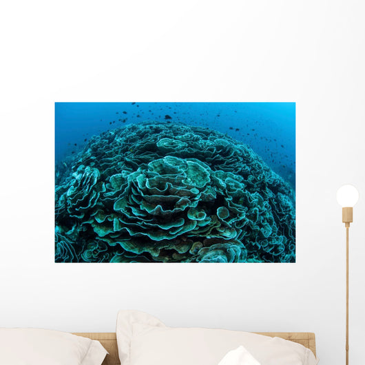 Corals Are Beginning to Wall Decal Design 5