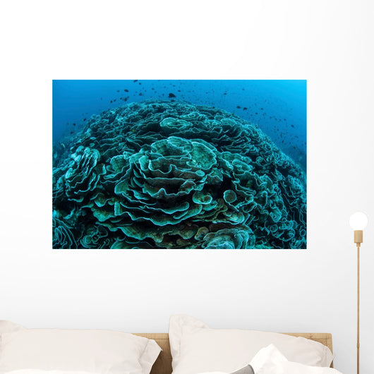 Corals Are Beginning to Wall Decal Design 5