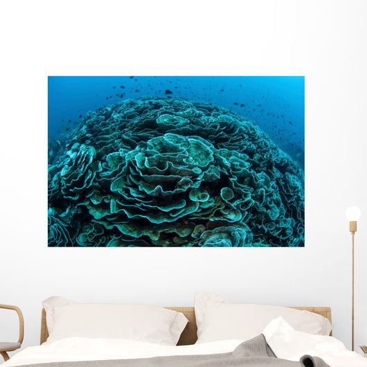 Corals Are Beginning to Wall Decal Design 5