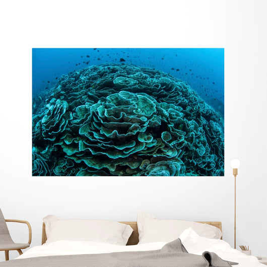 Corals Are Beginning to Wall Decal Design 5