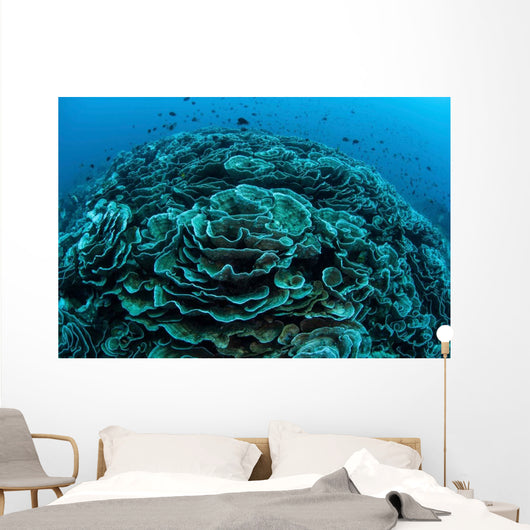 Corals Are Beginning to Wall Decal Design 5