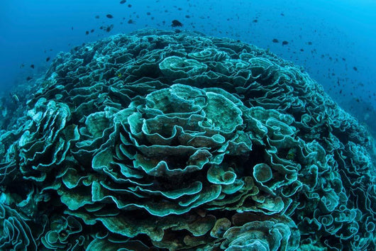 Corals Are Beginning to Wall Decal Design 5