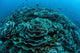 Corals Are Beginning to Wall Decal Design 5