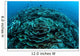 Corals Are Beginning to Wall Decal Design 5