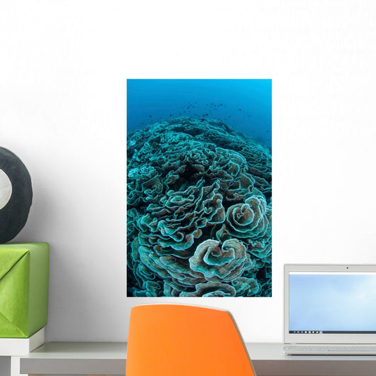 Corals Are Beginning to Wall Decal Design 4