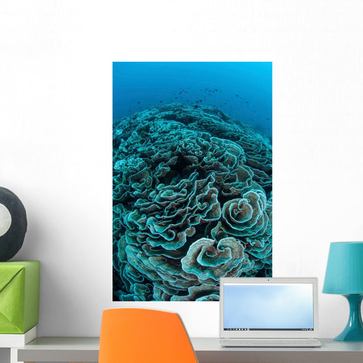 Corals Are Beginning to Wall Decal Design 4