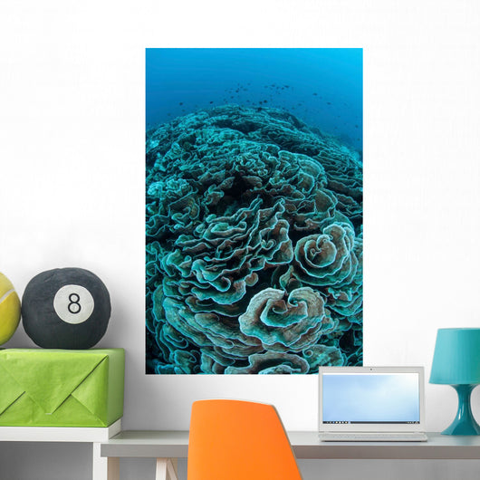 Corals Are Beginning to Wall Decal Design 4
