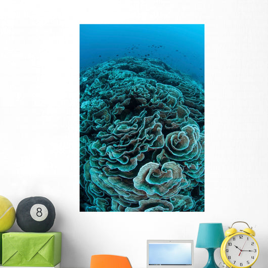Corals Are Beginning to Wall Decal Design 4