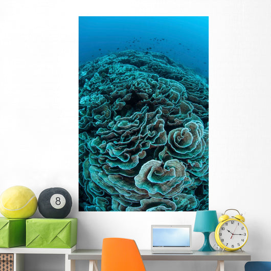 Corals Are Beginning to Wall Decal Design 4