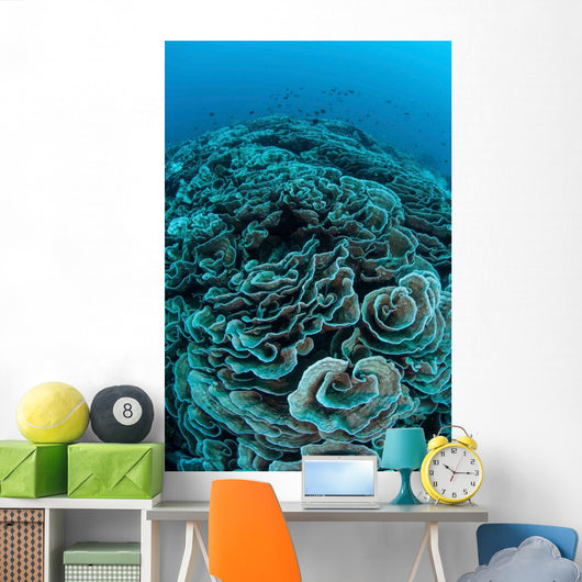 Corals Are Beginning to Wall Decal Design 4