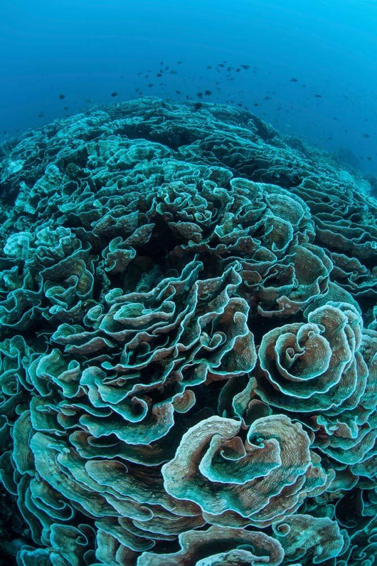 Corals Are Beginning to Wall Decal Design 4