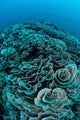 Corals Are Beginning to Wall Decal Design 4