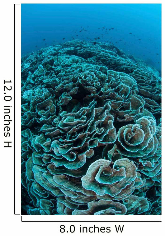 Corals Are Beginning to Wall Decal Design 4