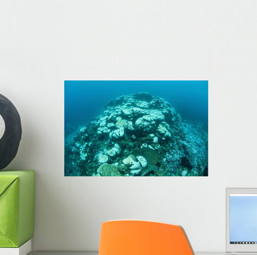 Corals Are Beginning to Wall Decal Design 3