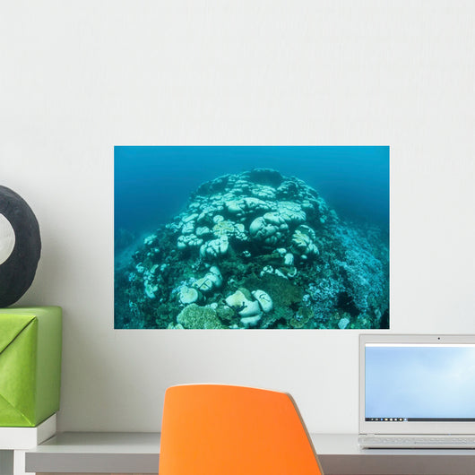 Corals Are Beginning to Wall Decal Design 3