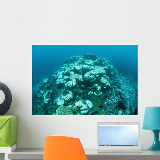 Corals Are Beginning to Wall Decal Design 3
