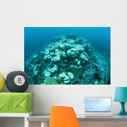 Corals Are Beginning to Wall Decal Design 3