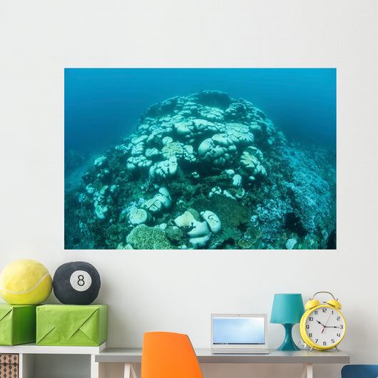 Corals Are Beginning to Wall Decal Design 3