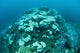 Corals Are Beginning to Wall Decal Design 3