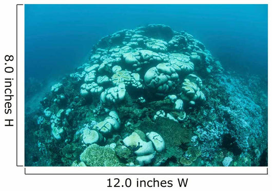 Corals Are Beginning to Wall Decal Design 3