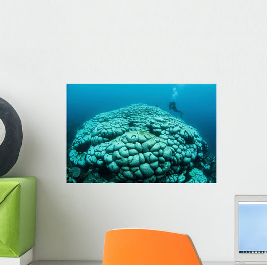 Corals Are Beginning to Wall Decal Design 2