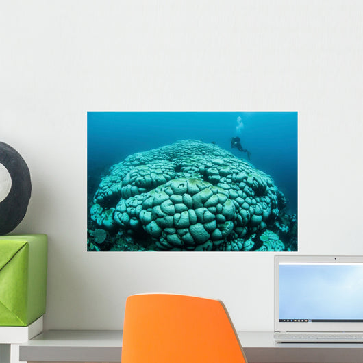 Corals Are Beginning to Wall Decal Design 2