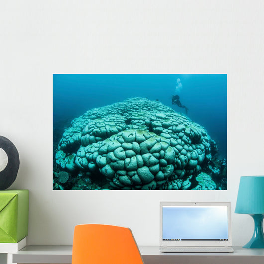 Corals Are Beginning to Wall Decal Design 2
