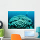 Corals Are Beginning to Wall Decal Design 2