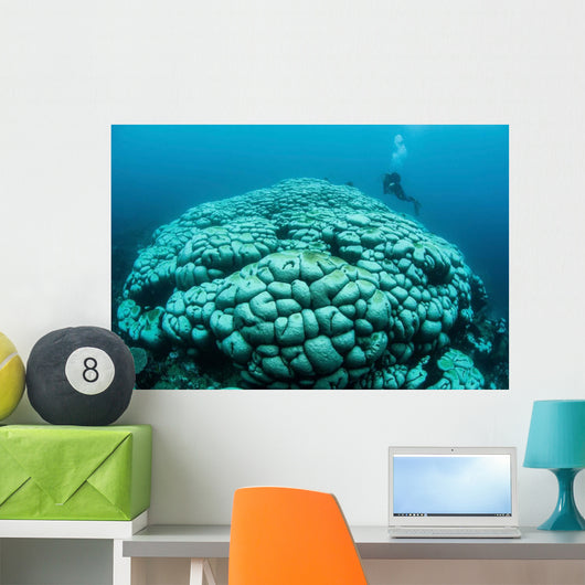 Corals Are Beginning to Wall Decal Design 2