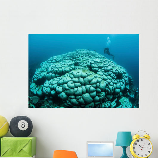 Corals Are Beginning to Wall Decal Design 2