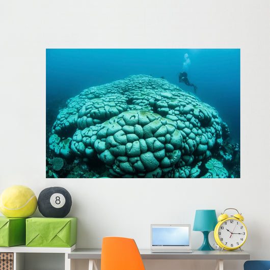 Corals Are Beginning to Wall Decal Design 2