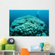 Corals Are Beginning to Wall Decal Design 2